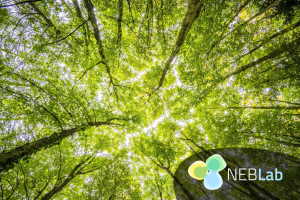 NEB Nordic picture forest